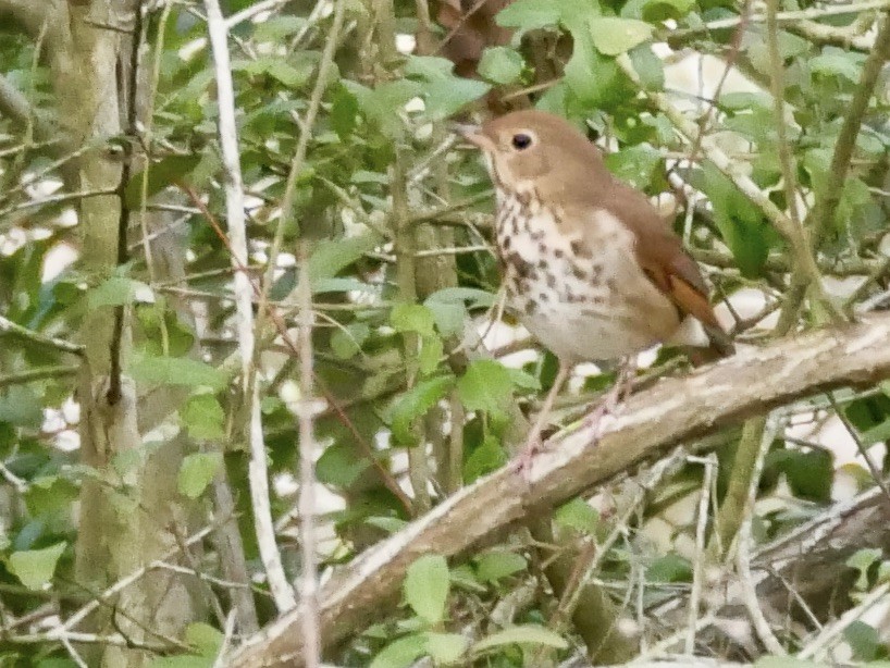 Hermit Thrush - ML212425601