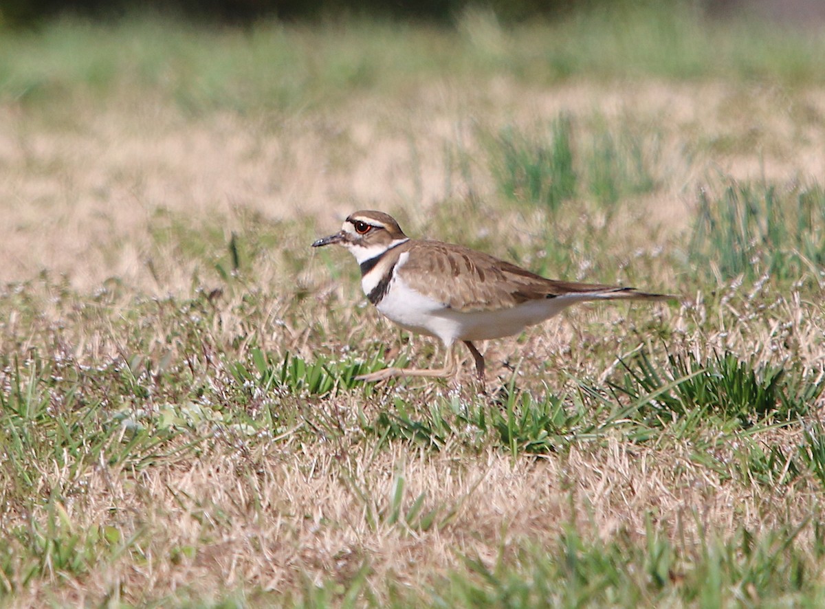 Killdeer - ML212426081