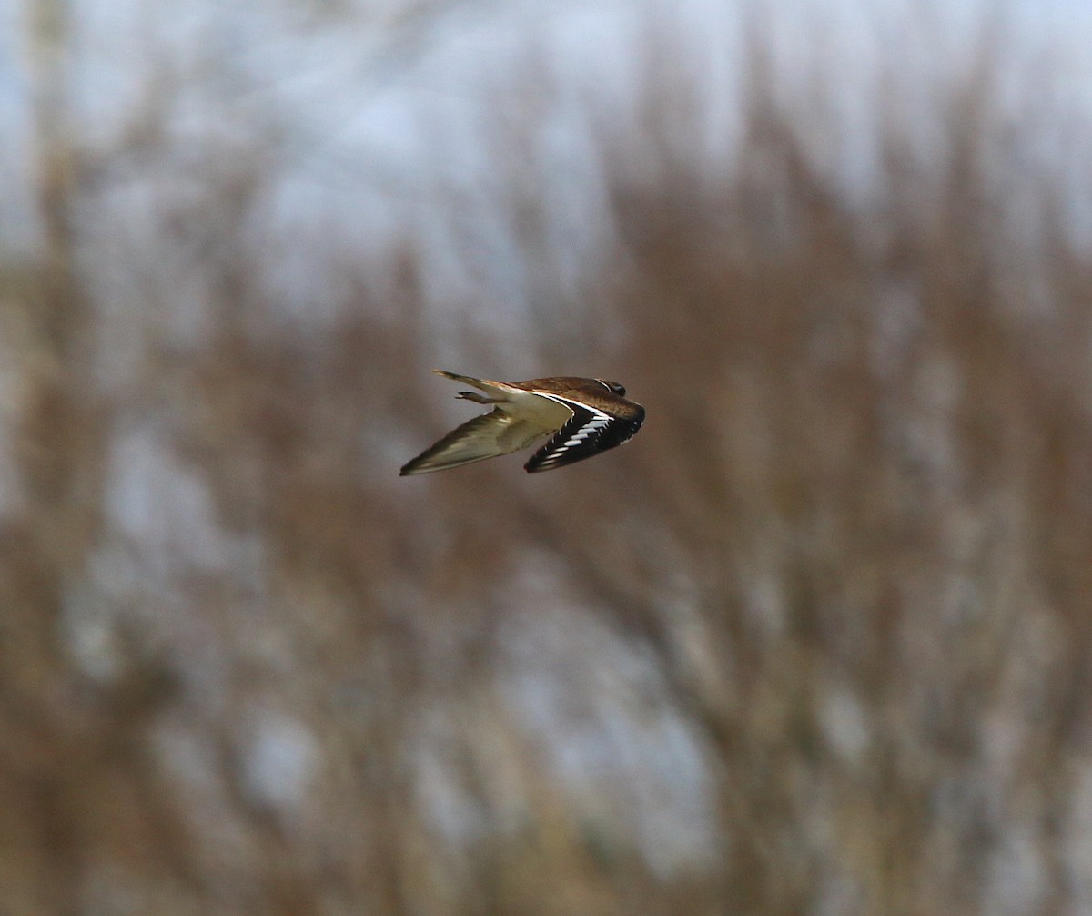Killdeer - ML212426101