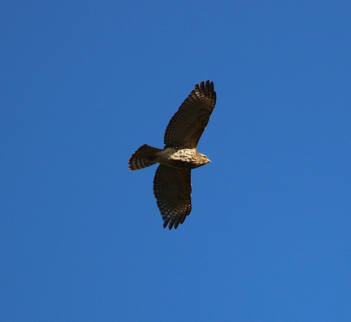 Red-shouldered Hawk - Lori White