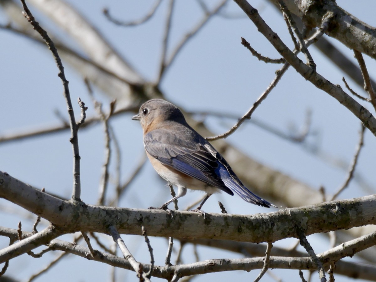 Eastern Bluebird - ML212426261