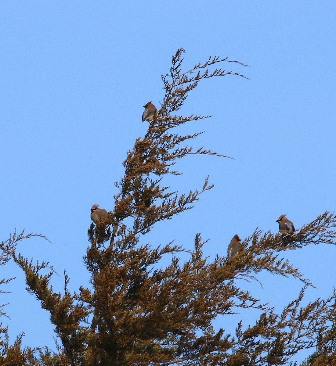 Cedar Waxwing - Lori White