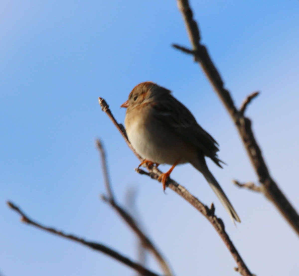 Field Sparrow - ML212426551