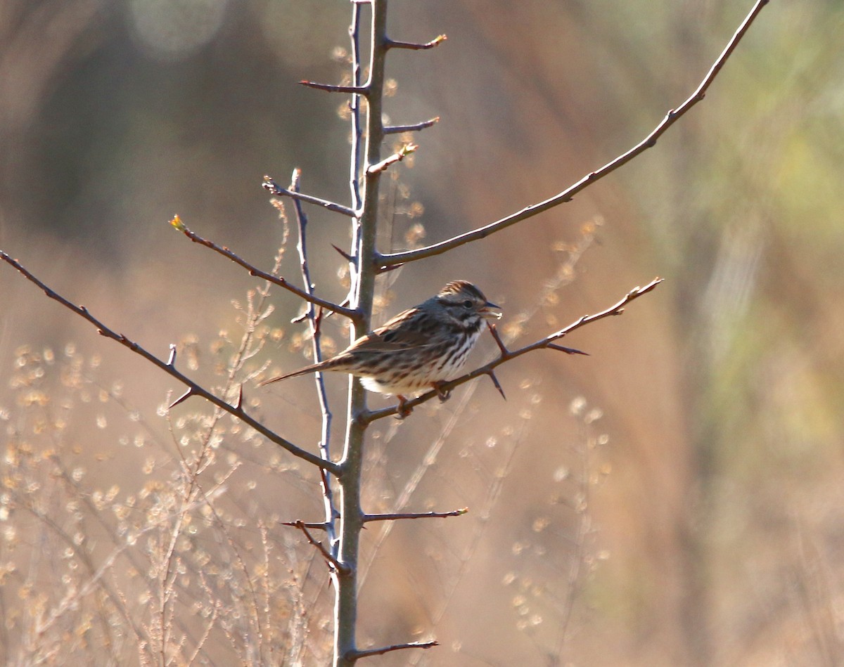 Song Sparrow - ML212426571