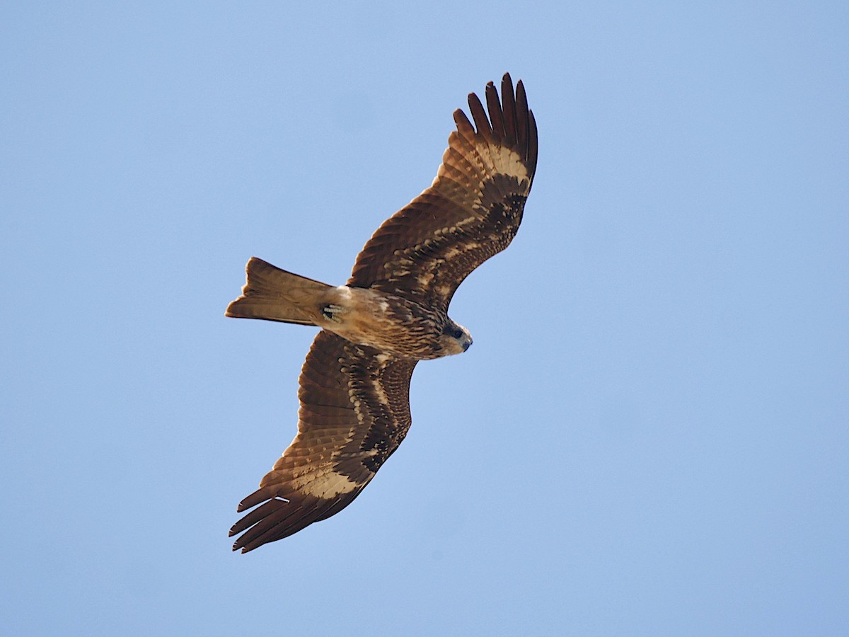 Black Kite - ML212426611