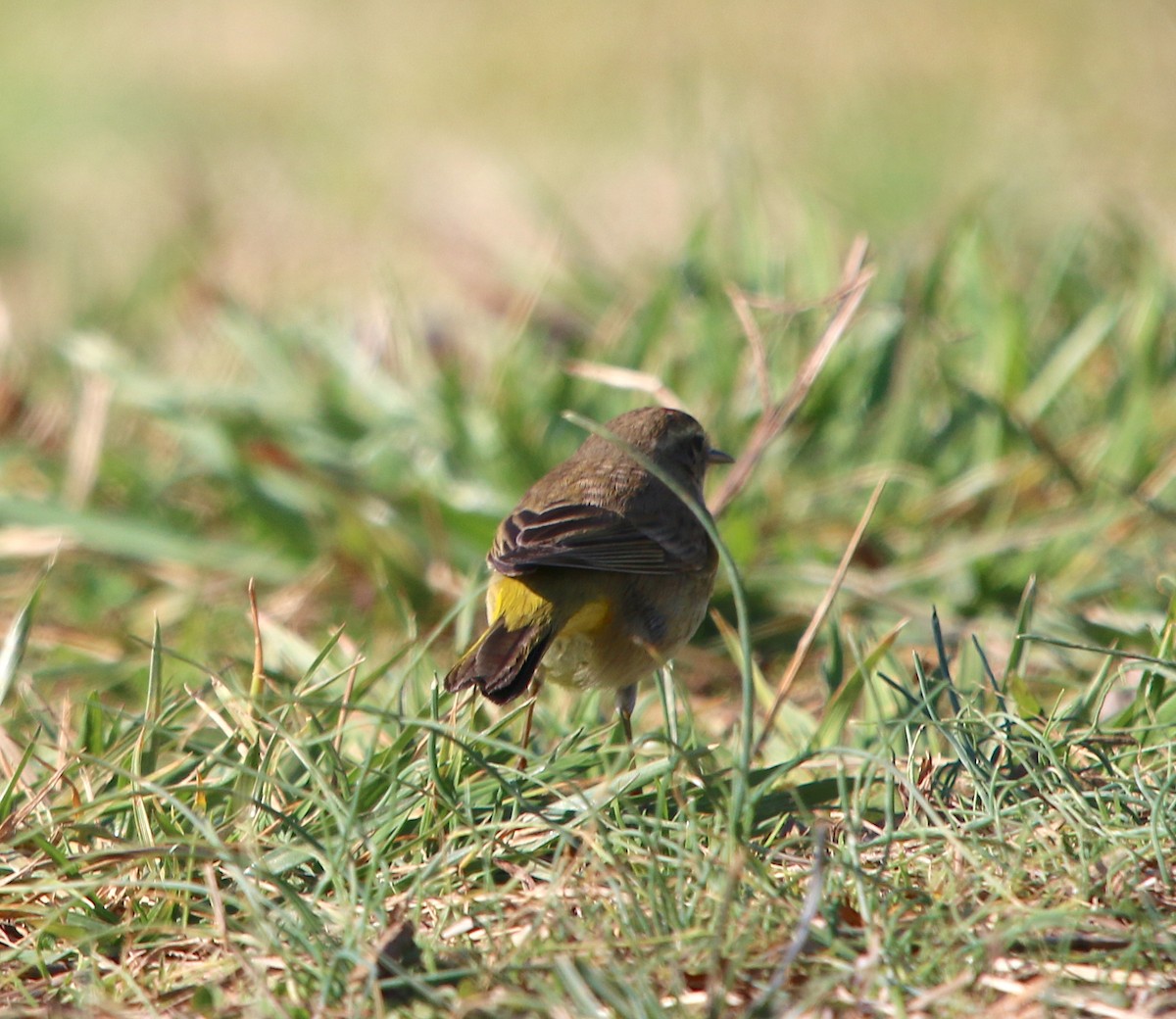 Palm Warbler - ML212426631