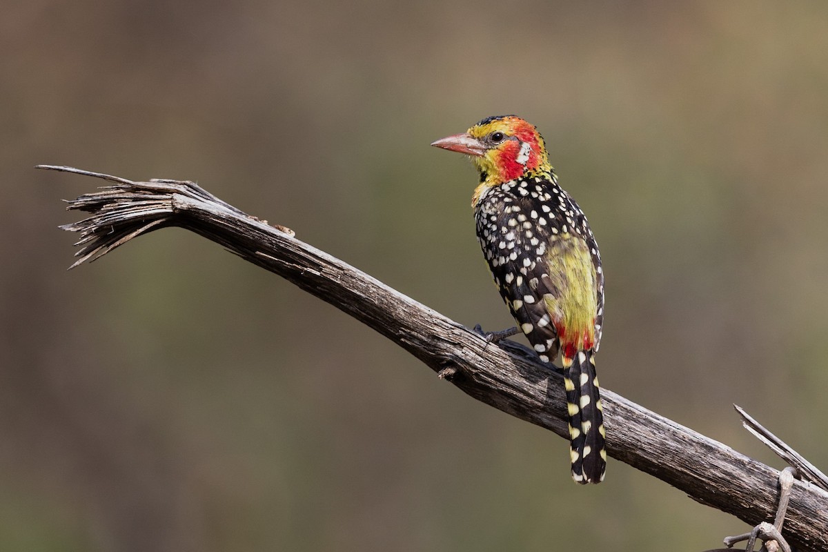 Red-and-yellow Barbet - ML212426751