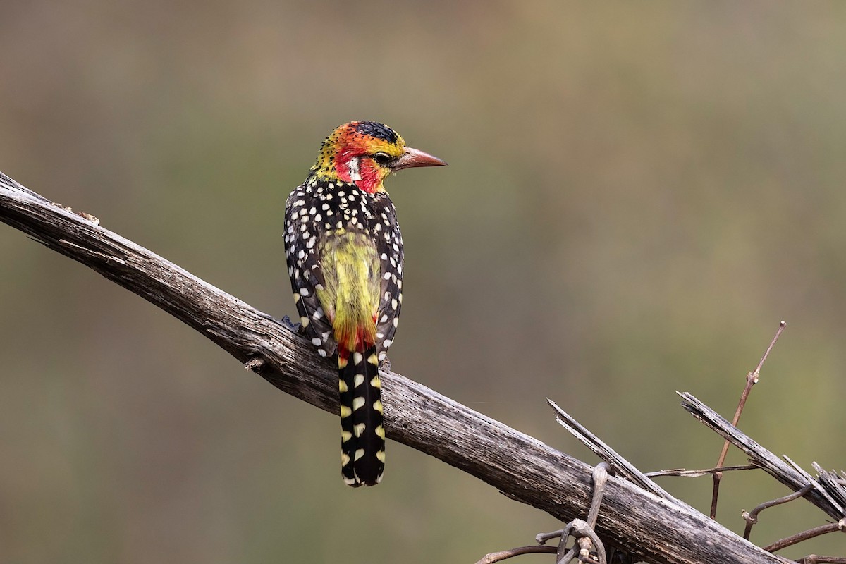 Red-and-yellow Barbet - ML212426771