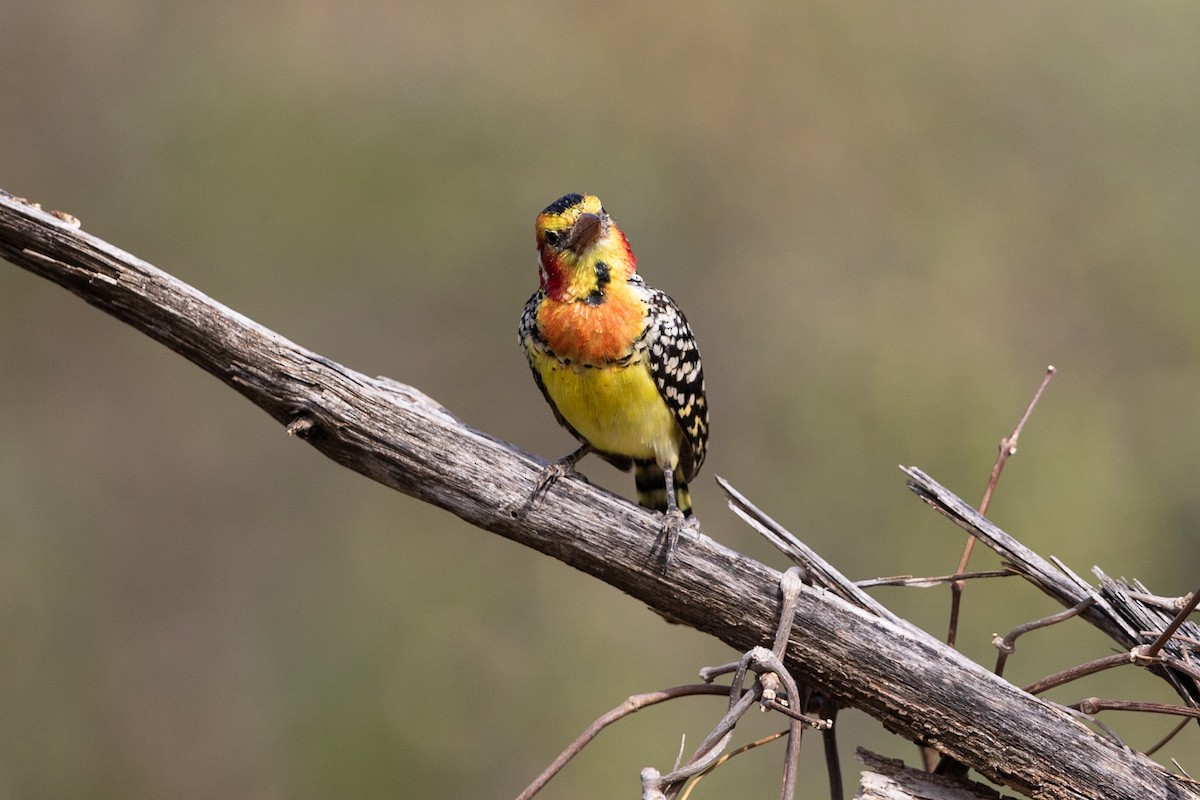 Red-and-yellow Barbet - ML212426781