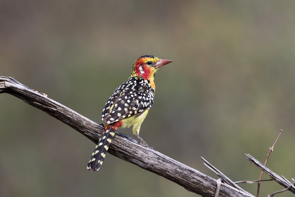 Sarı Kırmızı Barbet - ML212426791