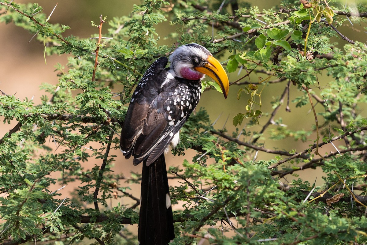 Eastern Yellow-billed Hornbill - ML212427171