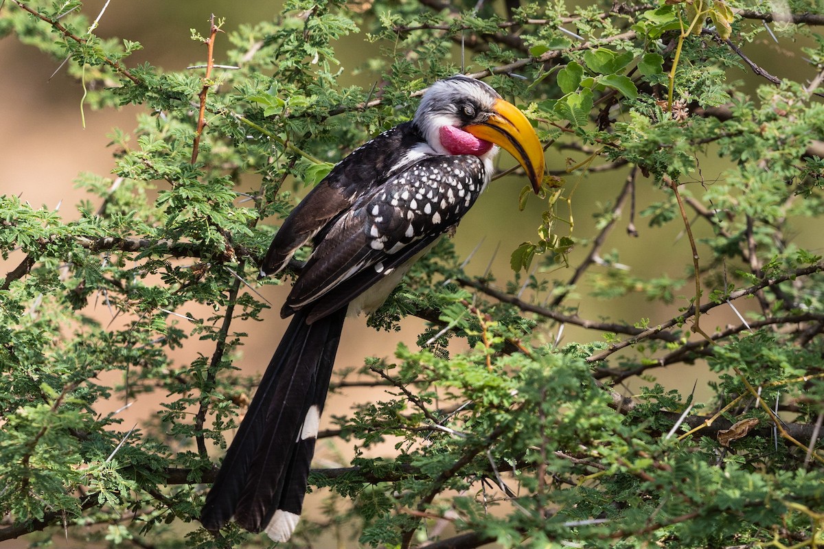 Eastern Yellow-billed Hornbill - ML212427181