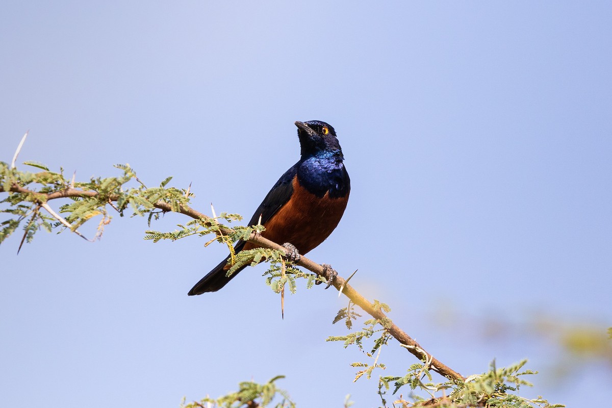 Shelley's Starling - ML212428311