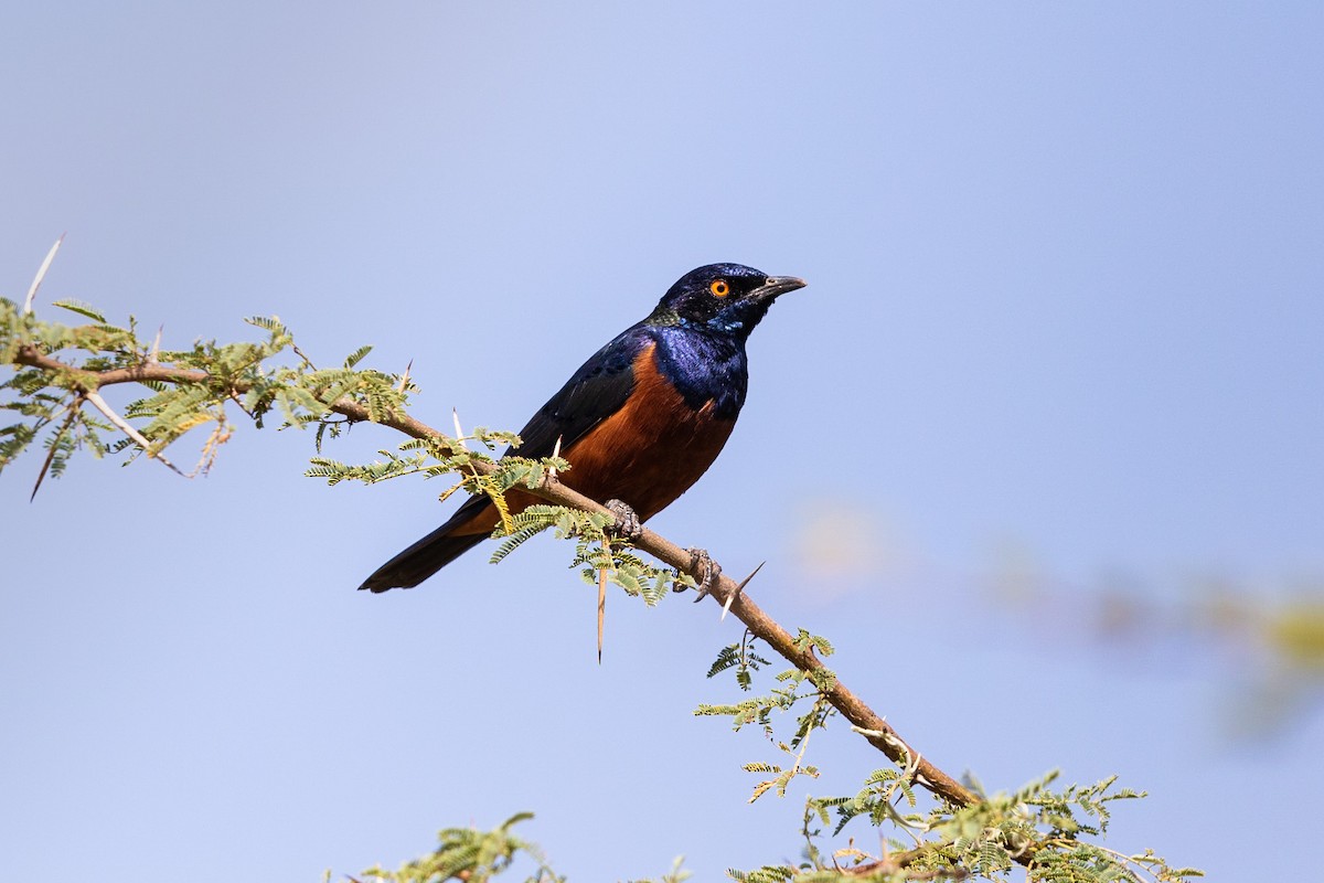 Shelley's Starling - Stefan Hirsch