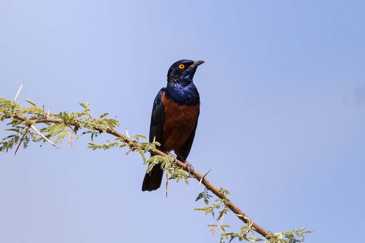 Shelley's Starling - ML212428381