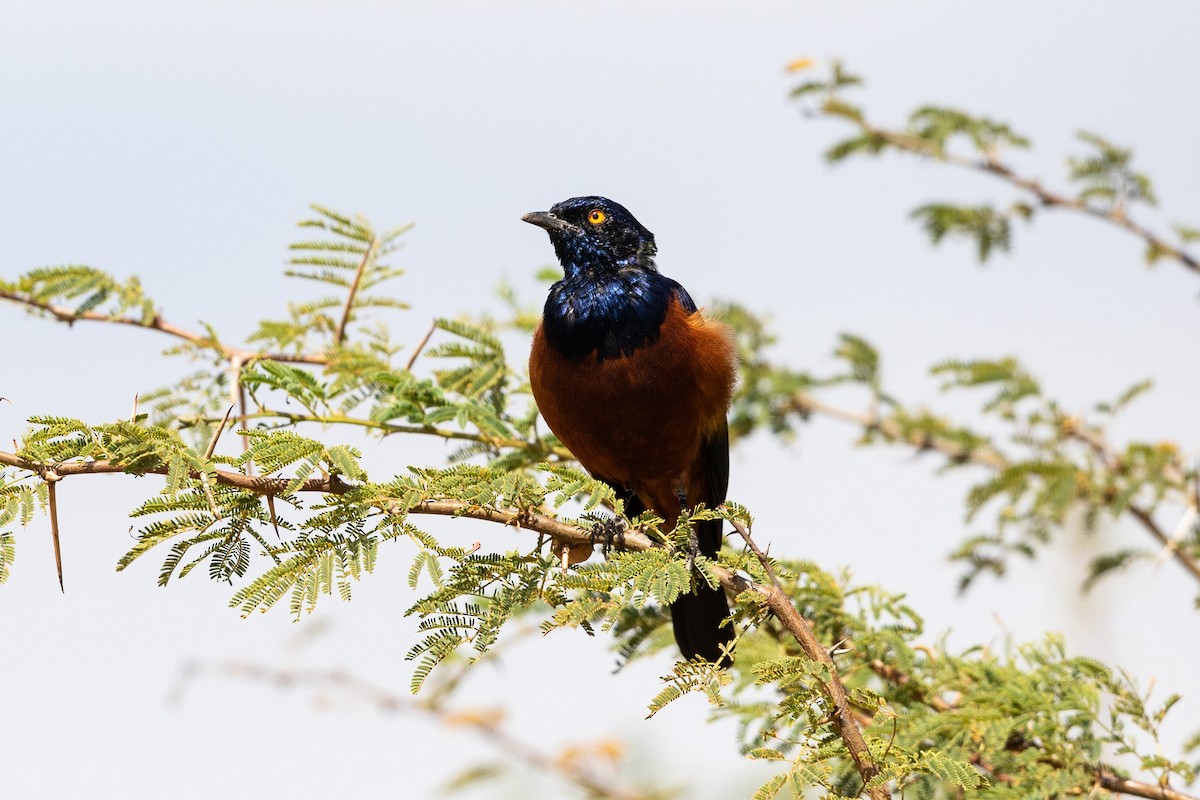 Shelley's Starling - ML212428391