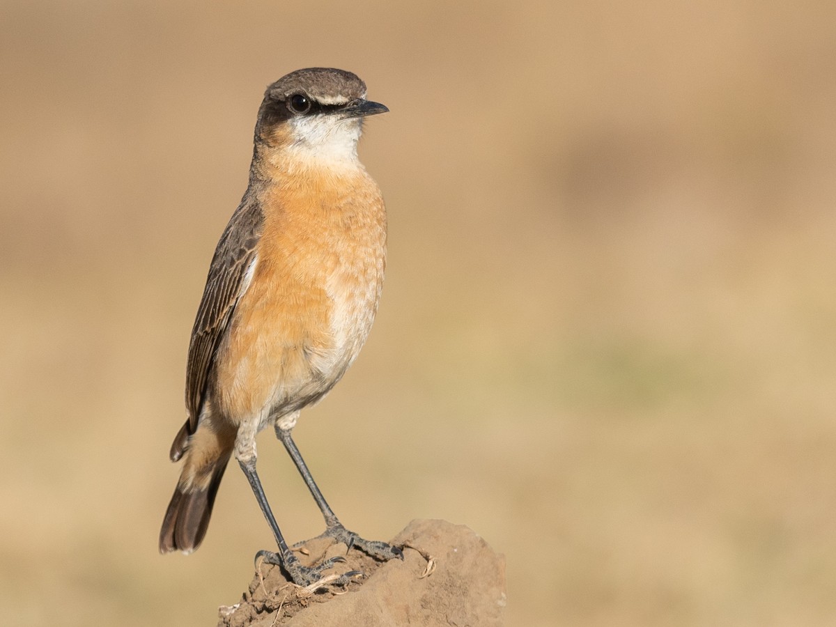 Rusty-breasted Wheatear - ML212428601