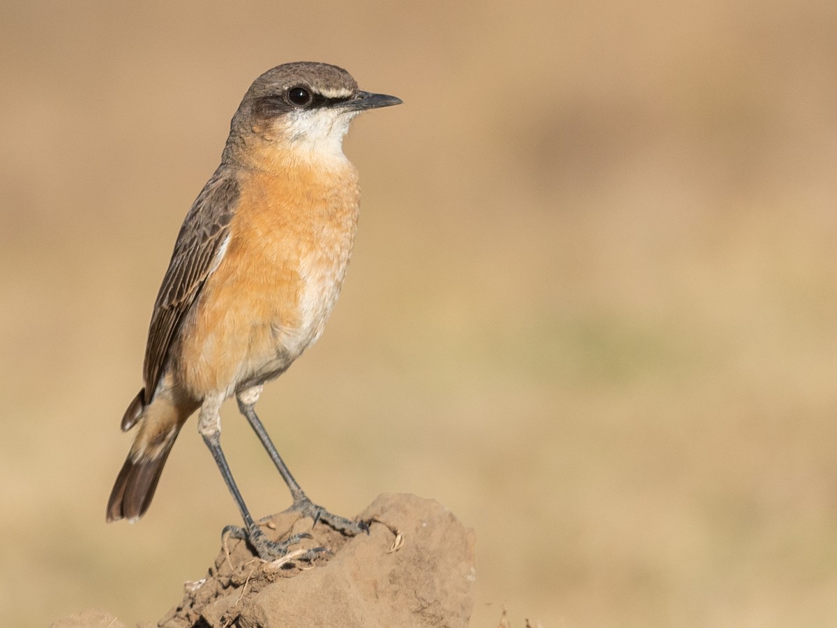 Rusty-breasted Wheatear - ML212428631