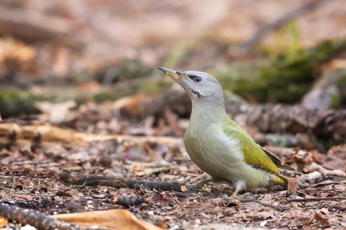 Gray-headed Woodpecker - ML212428721