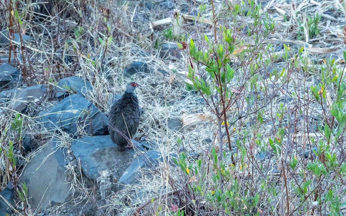 Harwood's Spurfowl - Jean-Louis  Carlo