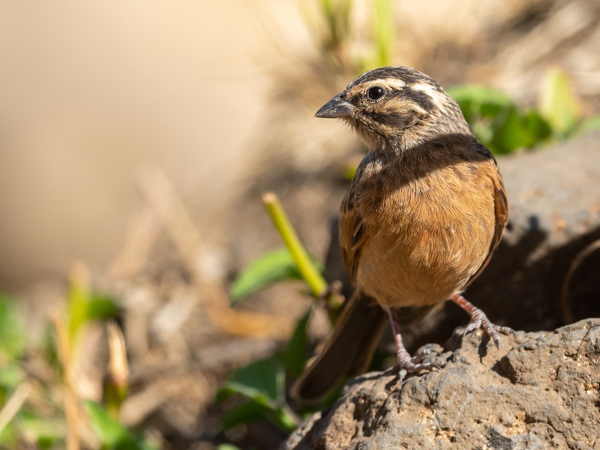 Cinnamon-breasted Bunting - Jean-Louis  Carlo