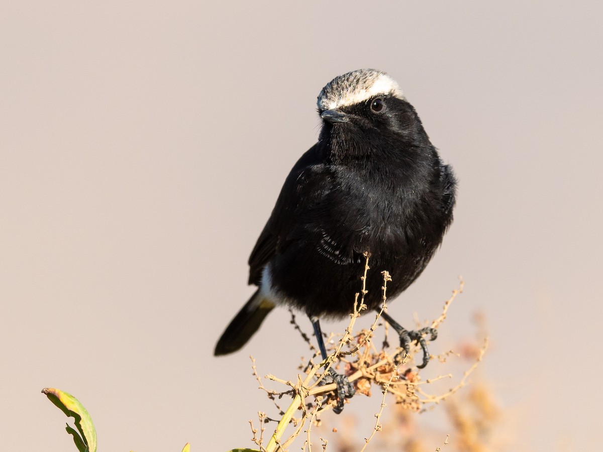 Abyssinian Wheatear - ML212429991