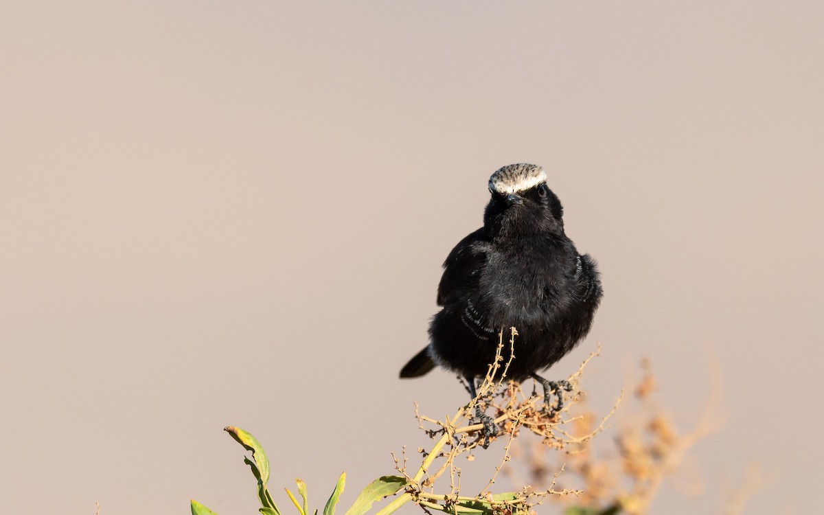 Abyssinian Wheatear - ML212430011