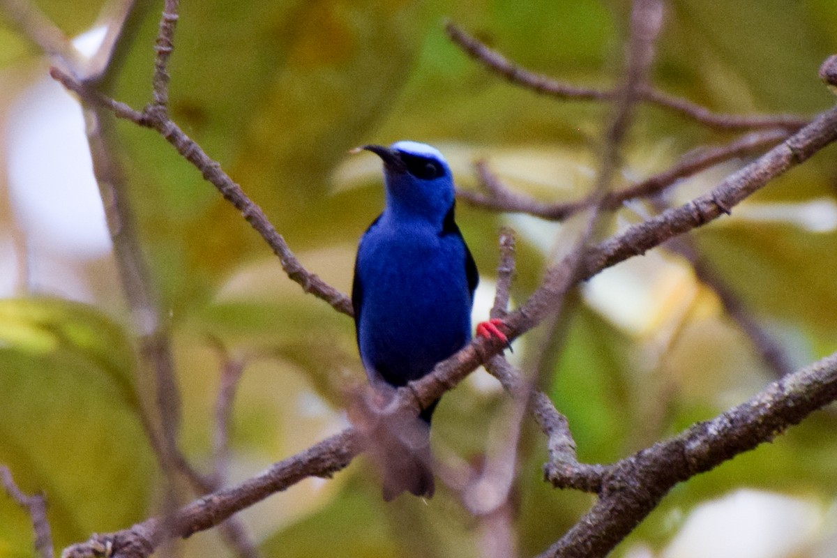 Red-legged Honeycreeper - ML212430231