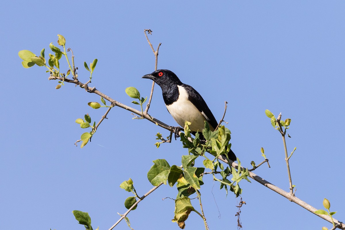 Magpie Starling - Stefan Hirsch