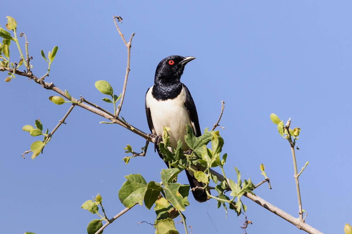 Magpie Starling - Stefan Hirsch