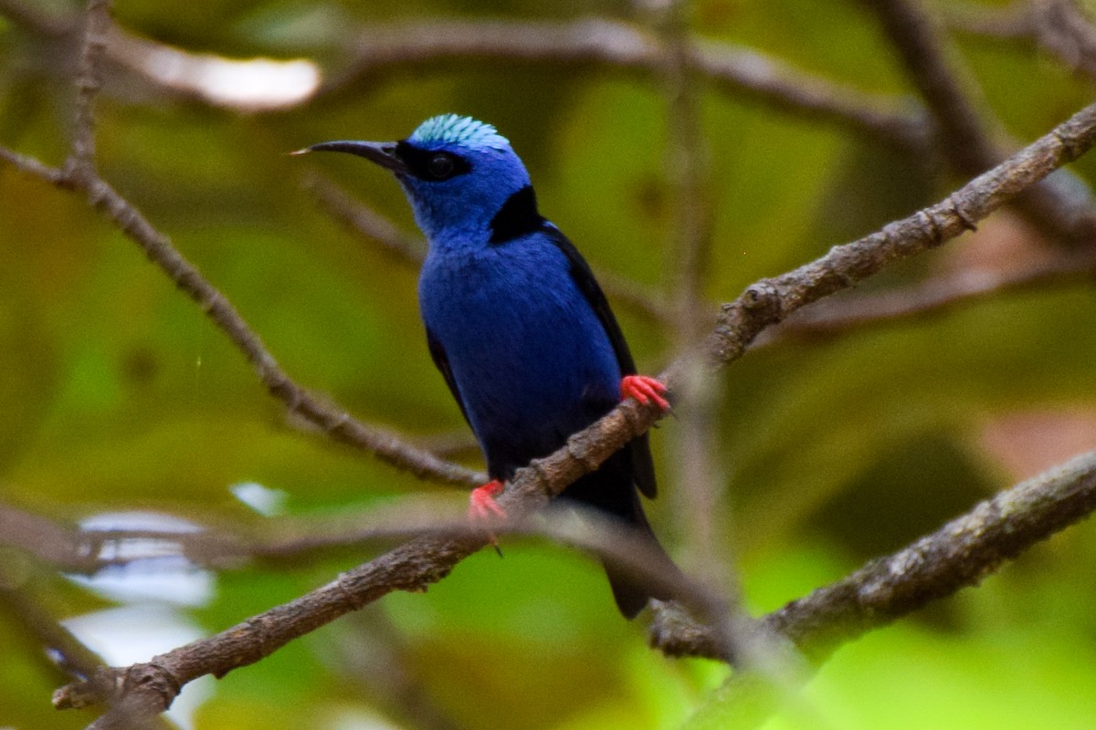 Red-legged Honeycreeper - ML212430971