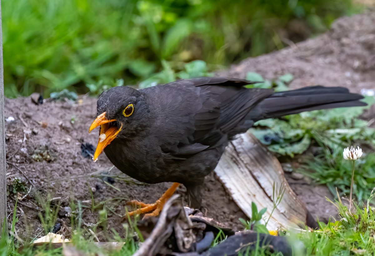 Great Thrush - ML212433811