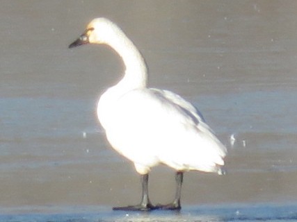 Tundra Swan - Susan Wise