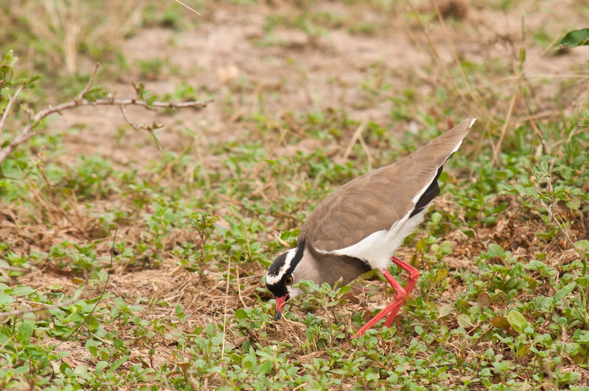 Crowned Lapwing - ML212434361