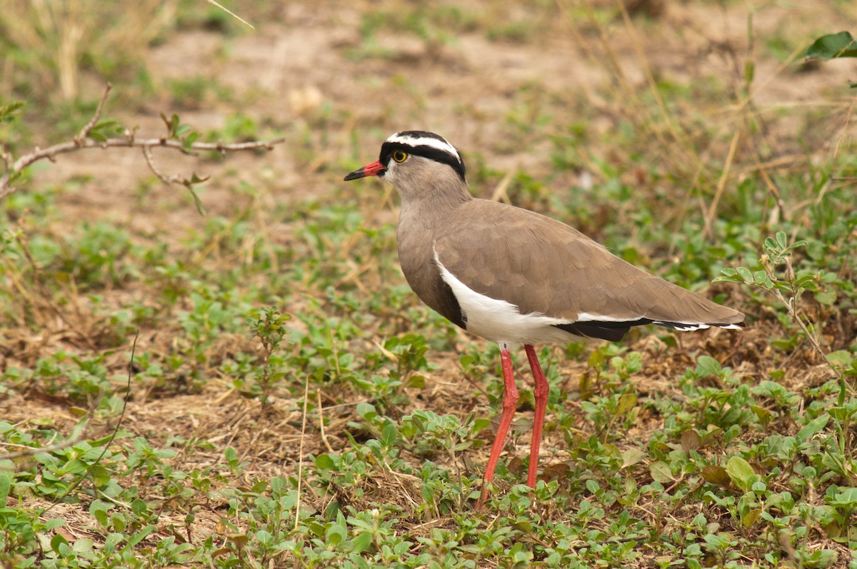 Crowned Lapwing - ML212434381