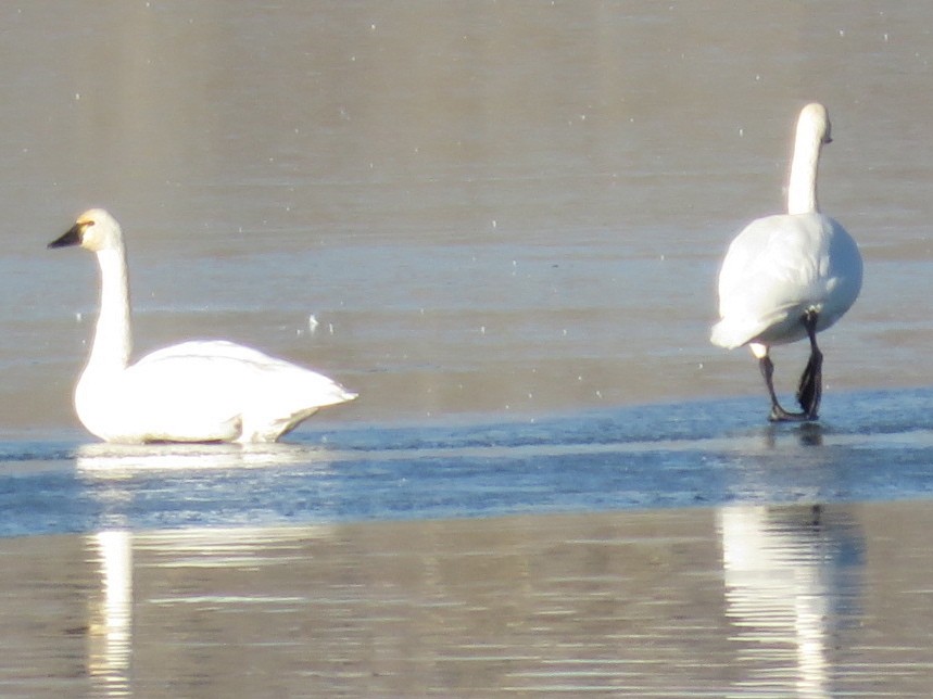 Tundra Swan - ML21243441