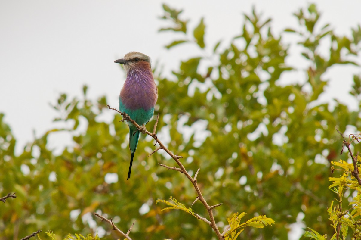 Lilac-breasted Roller - ML212434631