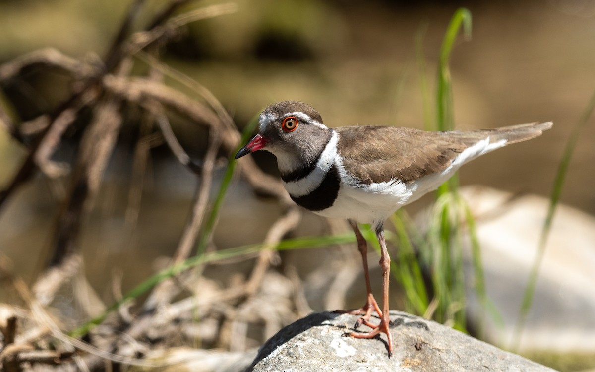 Three-banded Plover - ML212434861