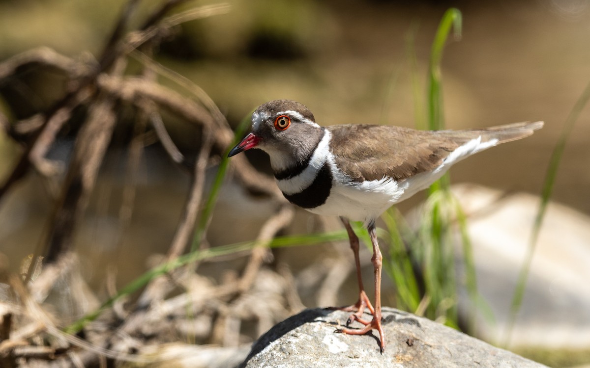 Three-banded Plover - ML212434871