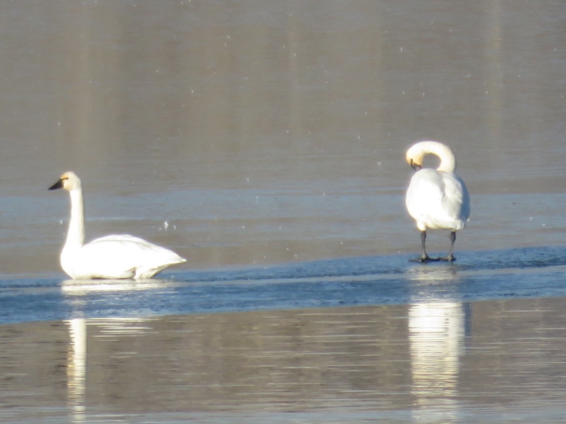 Cygne siffleur - ML21243491