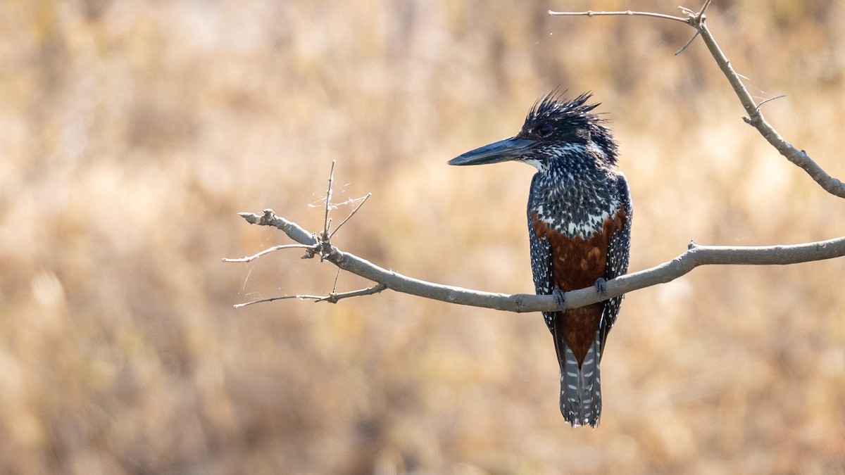 Giant Kingfisher - ML212435051