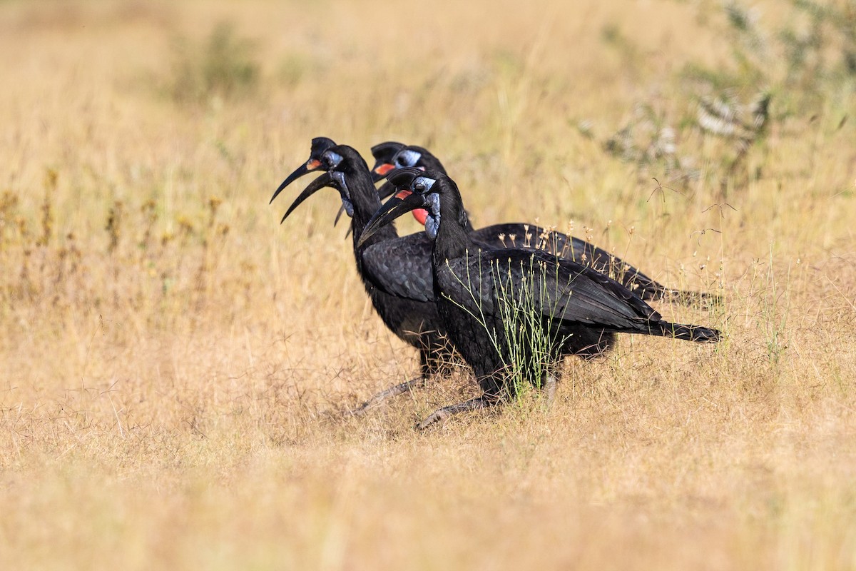 Abyssinian Ground-Hornbill - Stefan Hirsch