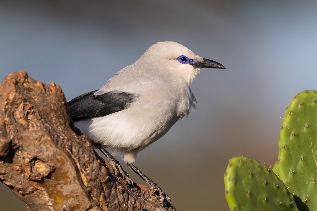 Stresemann's Bush-Crow - Stefan Hirsch