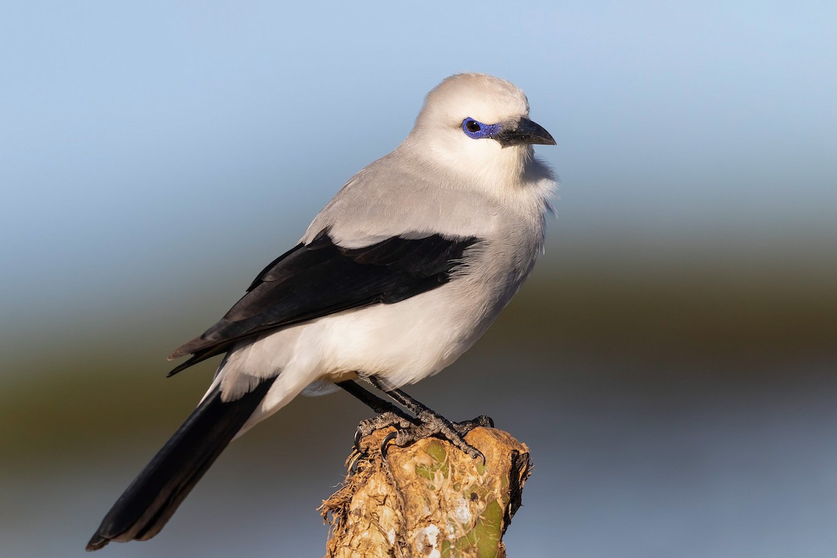 Ethiopian Bushcrow - Stefan Hirsch