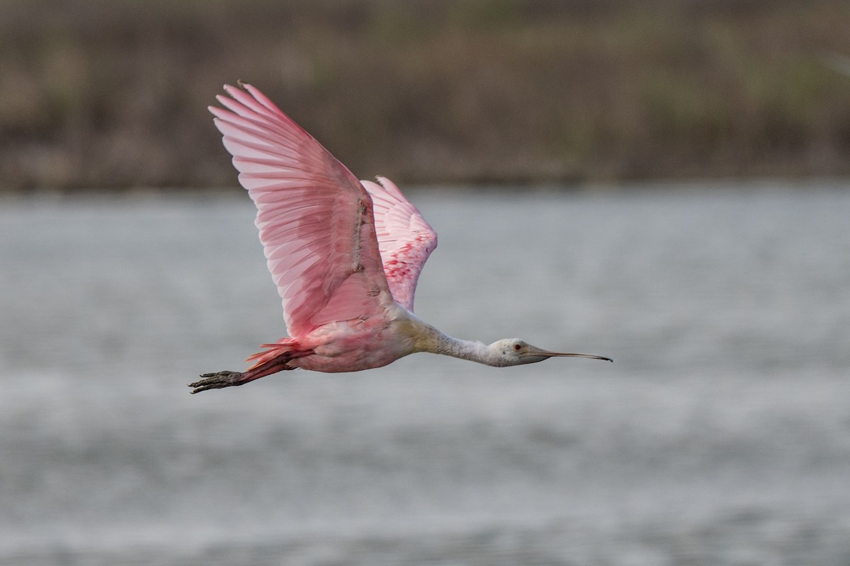 Roseate Spoonbill - ML212436061