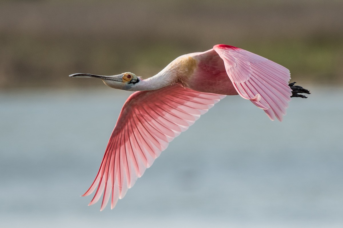 Roseate Spoonbill - ML212436171