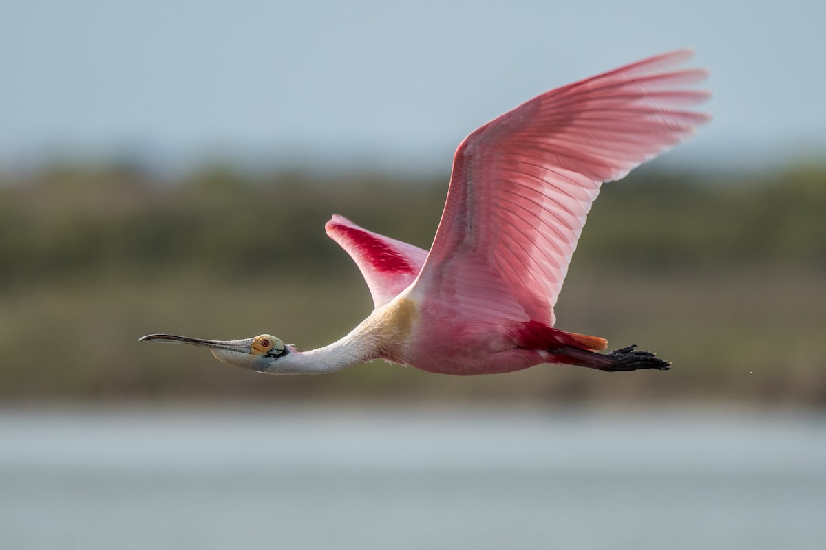 Roseate Spoonbill - ML212436181