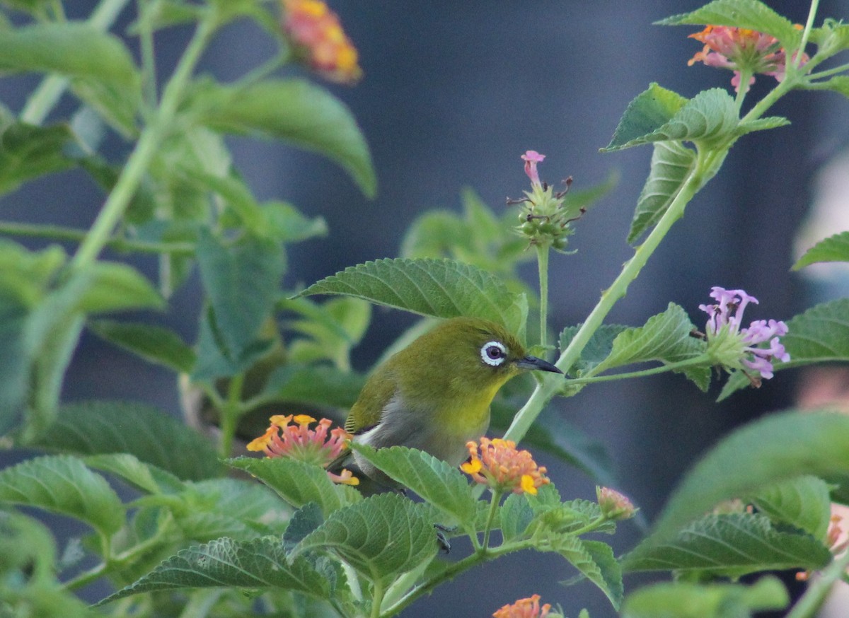 Warbling White-eye - ML212436491