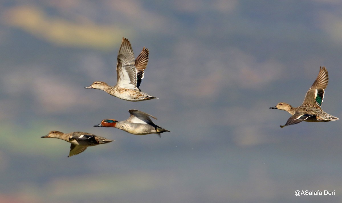 Green-winged Teal (Eurasian) - ML212441081