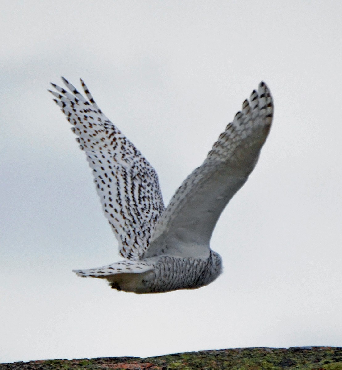 Snowy Owl - Michael J Good